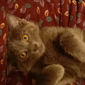 котенок