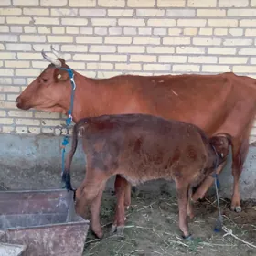 Göleli Sygyr