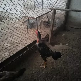boyes horaz