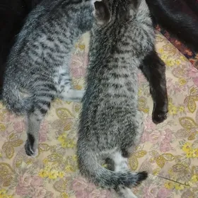 котята