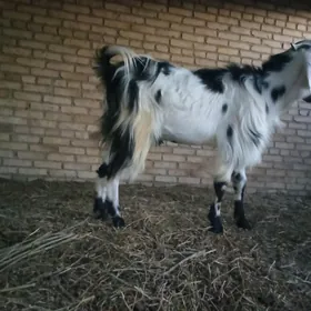 PÄKİSTAN TEKE.