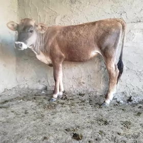 2 sany tüwe