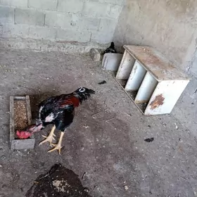 Taşgent Para