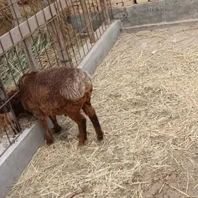 koçkar kuzu