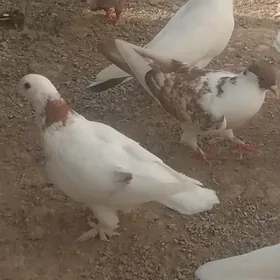 kepderi