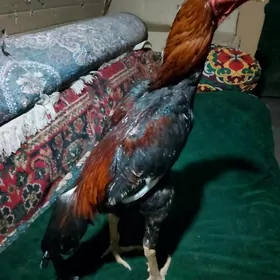 Horaz