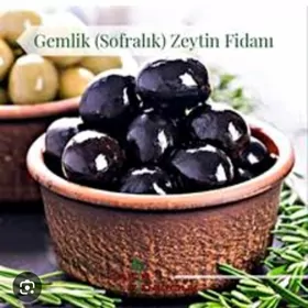 TURK NAHAL ZEYTUN
