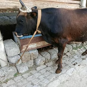 öküz