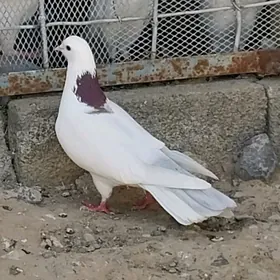 kepderi