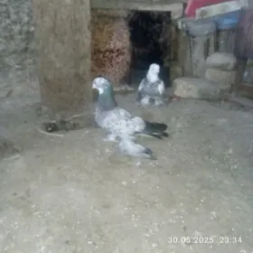 кепдер