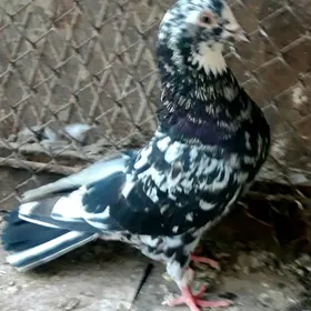 kepderi