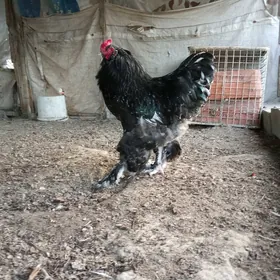Brama horaz Brama horaz