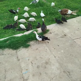 ak sisarka kakilik