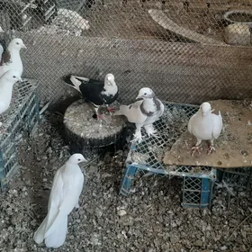 kepderi