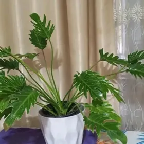 Филодендрон