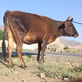 gysyr gurat sygyr