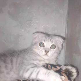 шатланский мальчик