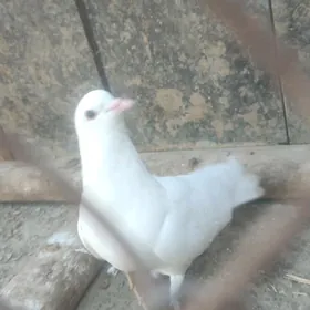 kepderi