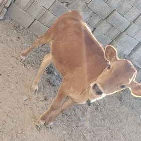 TÜWEJÏK 6 aÿlyk