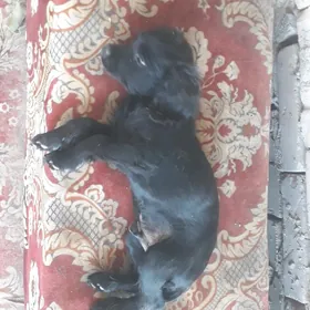 Awçy güjük