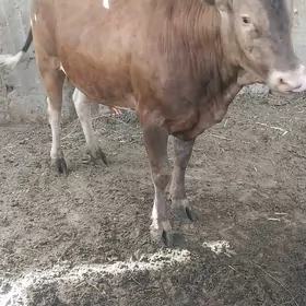Öküz