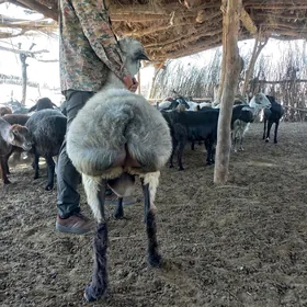 Goçlar