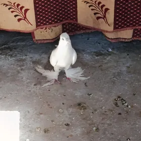 kepderi