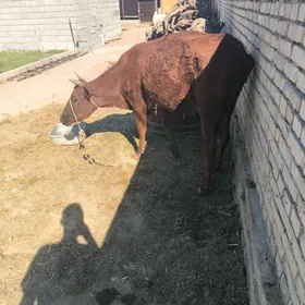 bakymlyk sygyr