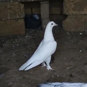 kepderi