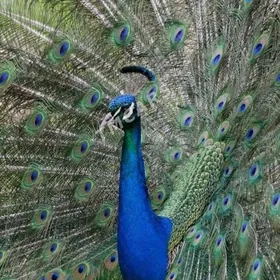 tawus