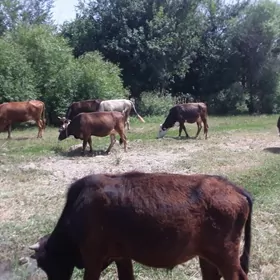 Sygyrlar oķùzčeler