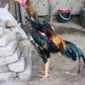 paroda