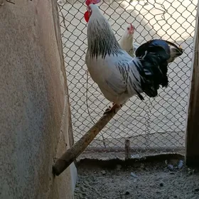 horoz paroda