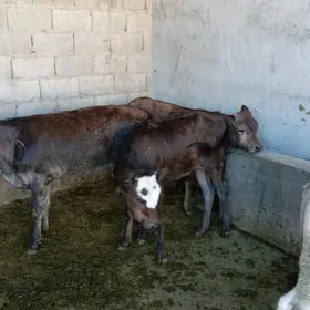 Satlyk malar 5sany