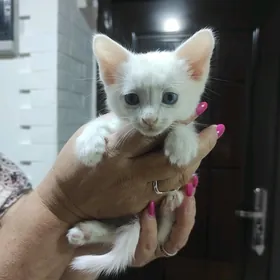 Котенок