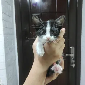 Котенок
