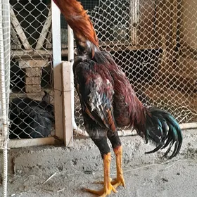 horaz