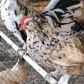 yaponçik