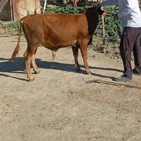 ökiz