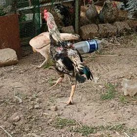 baýsow horaz towuk