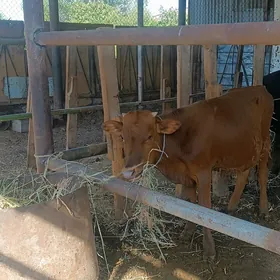 ökuzçe