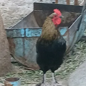 Horaz yaş