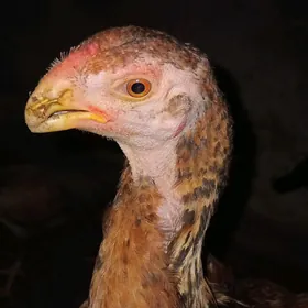 Taşkent horaz