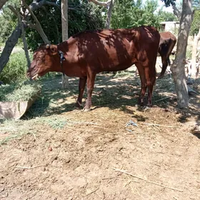 gulajynlar