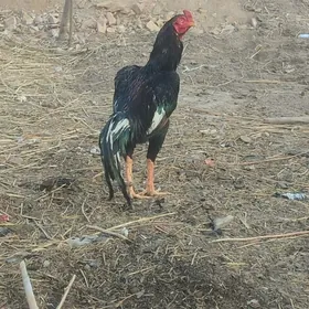ozbek