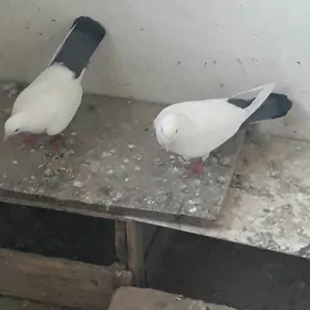 kepder