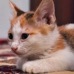 Котенок девочка в добрые руки
