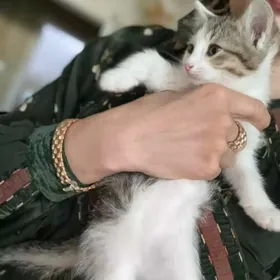 котята