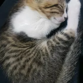 Кошки