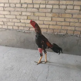 õzbak
